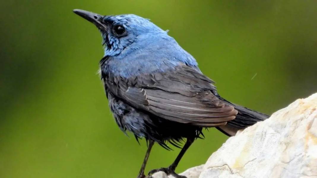 Hatay’da Milleyha Sulak Alanı Göçmen Kuşlarla Görsel Şölen Sunuyor 2